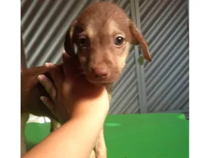 Cachorro raça SRD-ViraLata idade 2 a 6 meses nome Ainda não tem nome