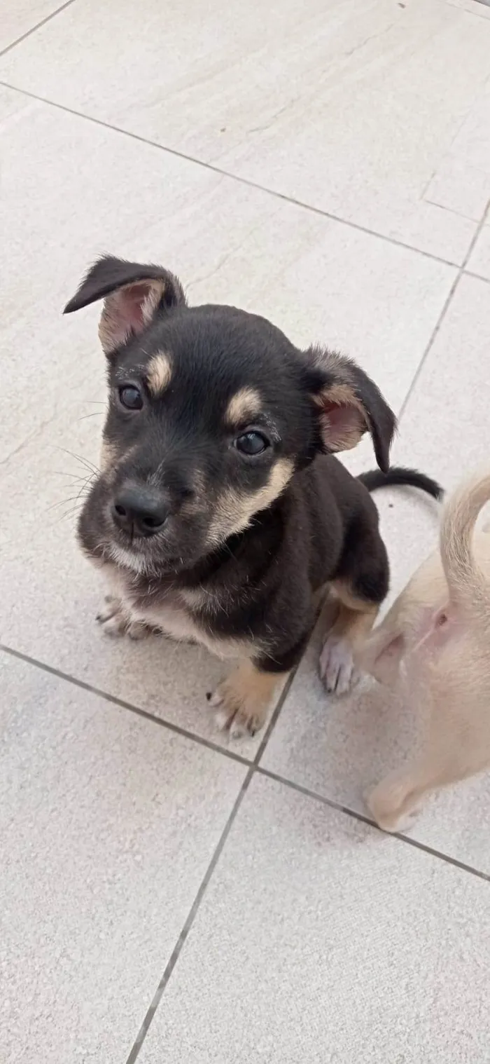 Cachorro ra a SRD-ViraLata idade 2 a 6 meses nome Filhote