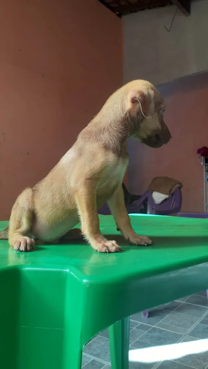 Cachorro raça SRD-ViraLata idade 2 a 6 meses nome Ainda não tem nome.