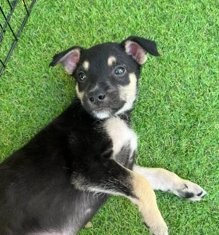 Cachorro ra a SRD-ViraLata idade 2 a 6 meses nome Filhote