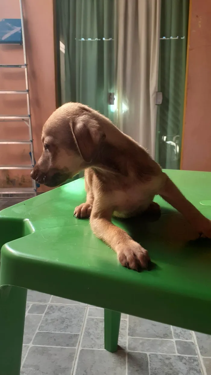 Cachorro raça SRD-ViraLata idade 2 a 6 meses nome Ainda não tem nome.