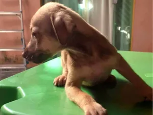 Cachorro raça SRD-ViraLata idade 2 a 6 meses nome Ainda não tem nome.