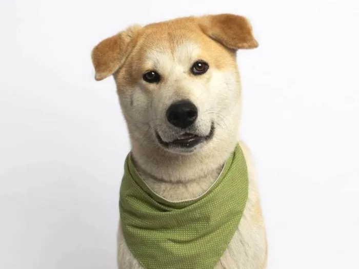 Cachorro raça Akita idade 2 anos nome Fofinho