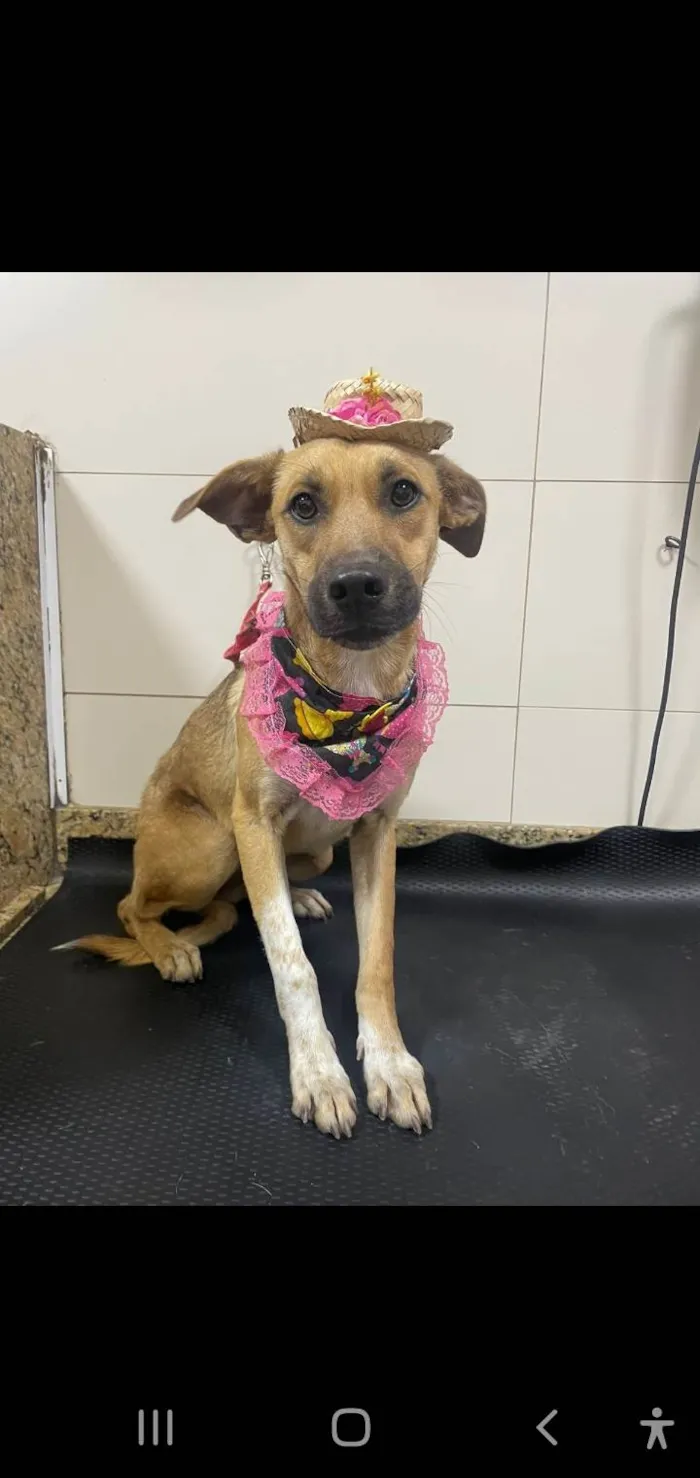 Cachorro ra a Srd idade 7 a 11 meses nome Loren Sophia
