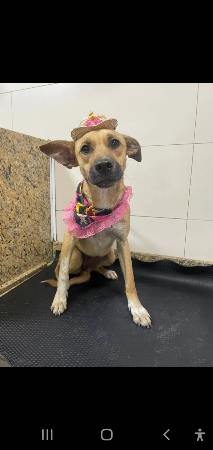 Cachorro ra a Srd idade 7 a 11 meses nome Loren Sophia
