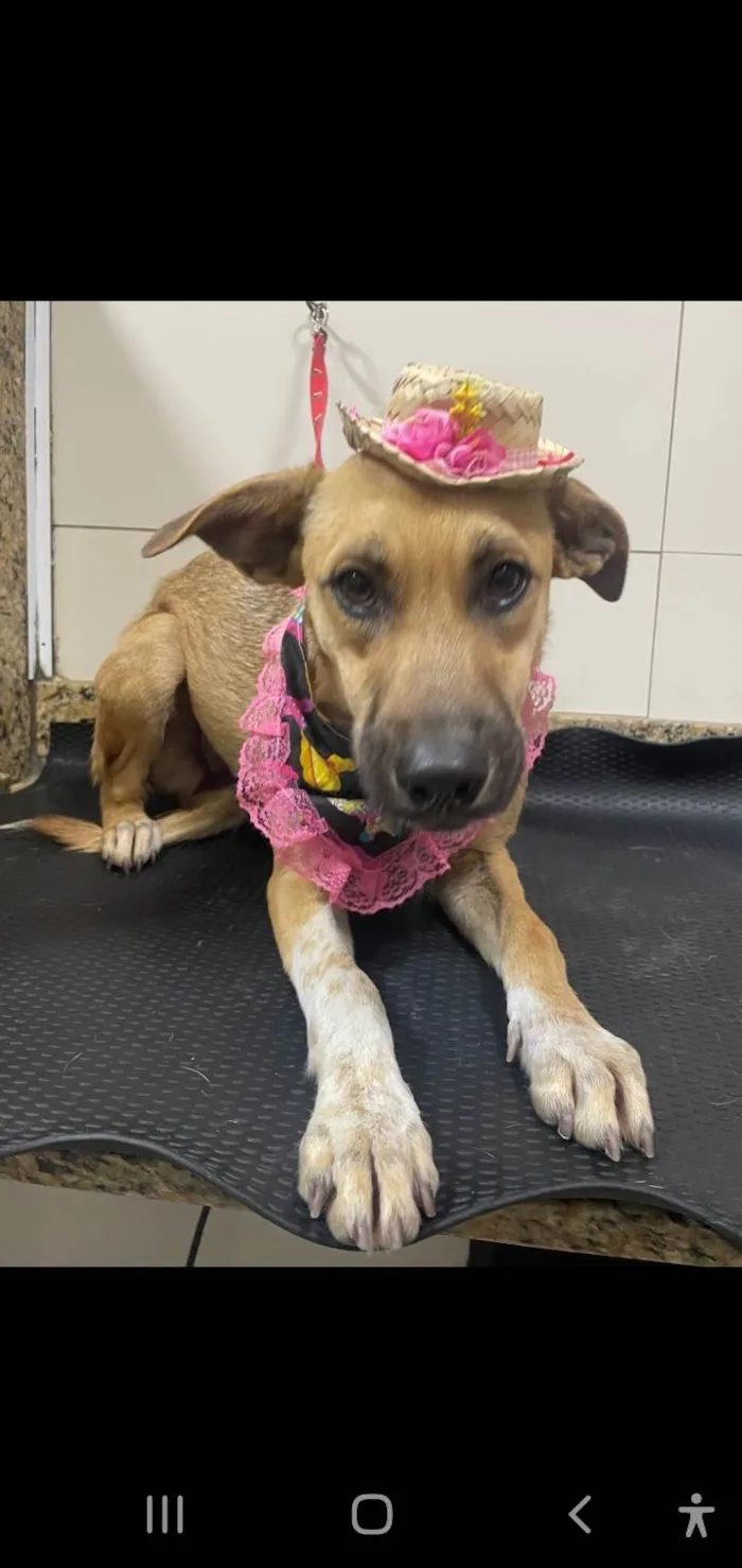 Cachorro ra a Srd idade 7 a 11 meses nome Loren Sophia