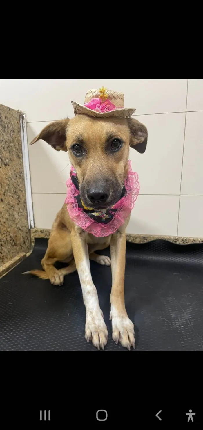 Cachorro ra a Srd idade 7 a 11 meses nome Loren Sophia