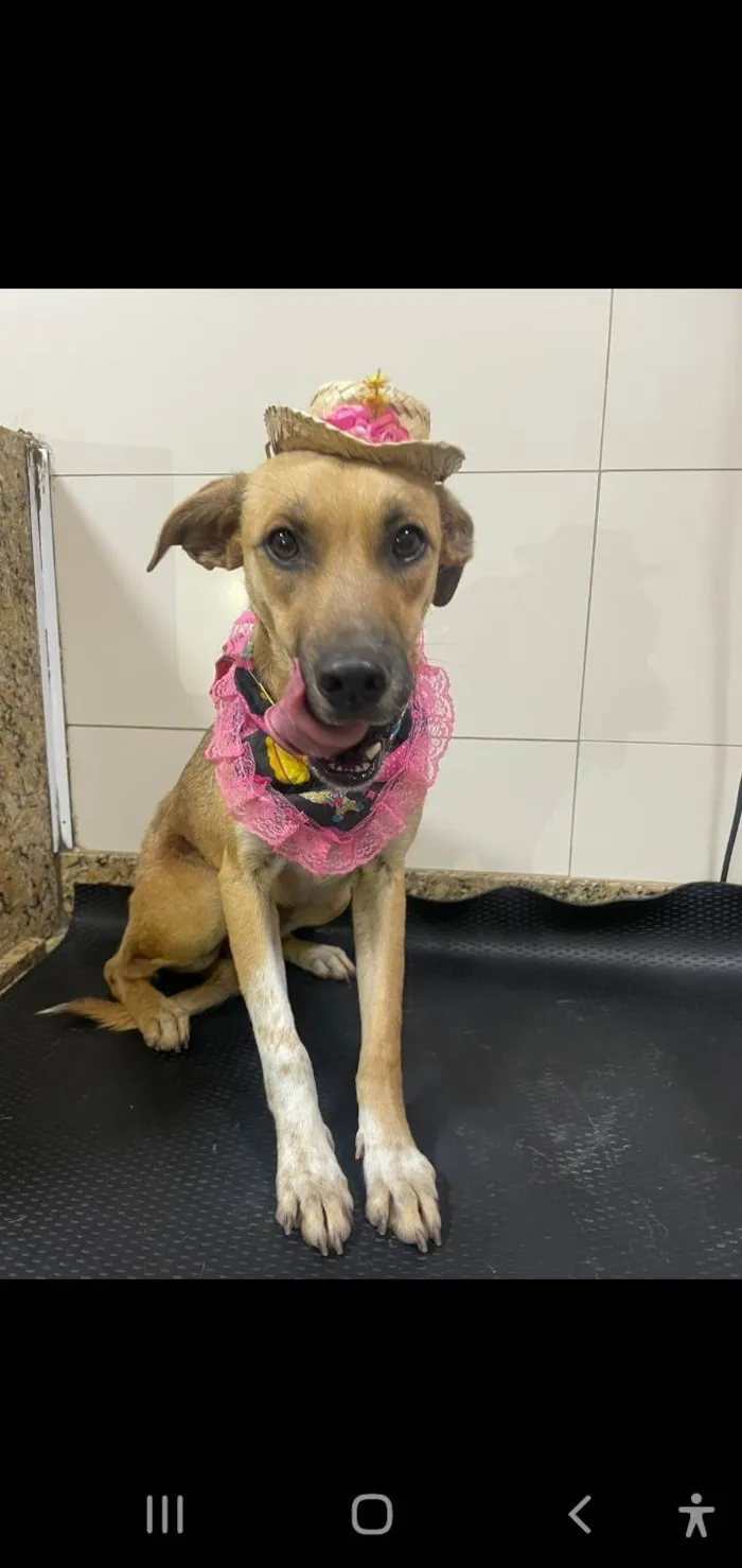 Cachorro ra a Srd idade 7 a 11 meses nome Loren Sophia