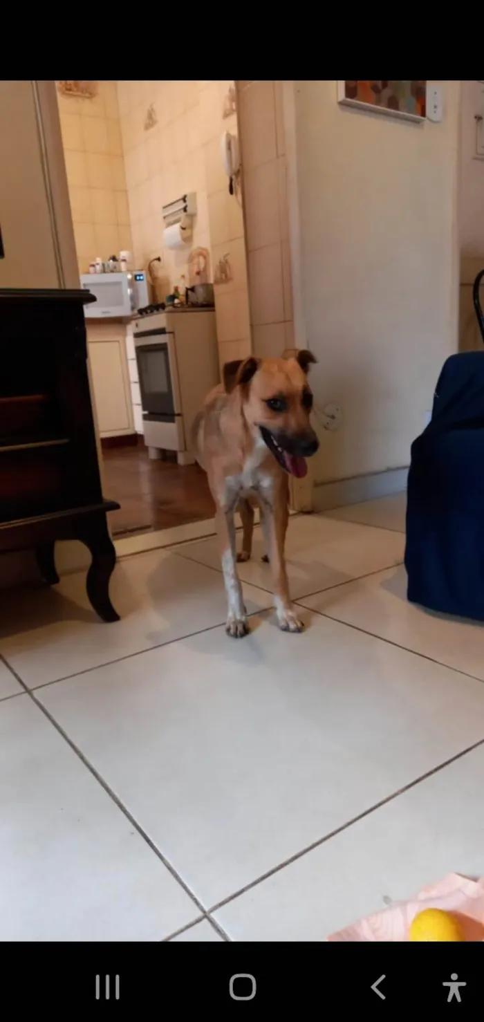 Cachorro ra a Srd idade 7 a 11 meses nome Loren Sophia