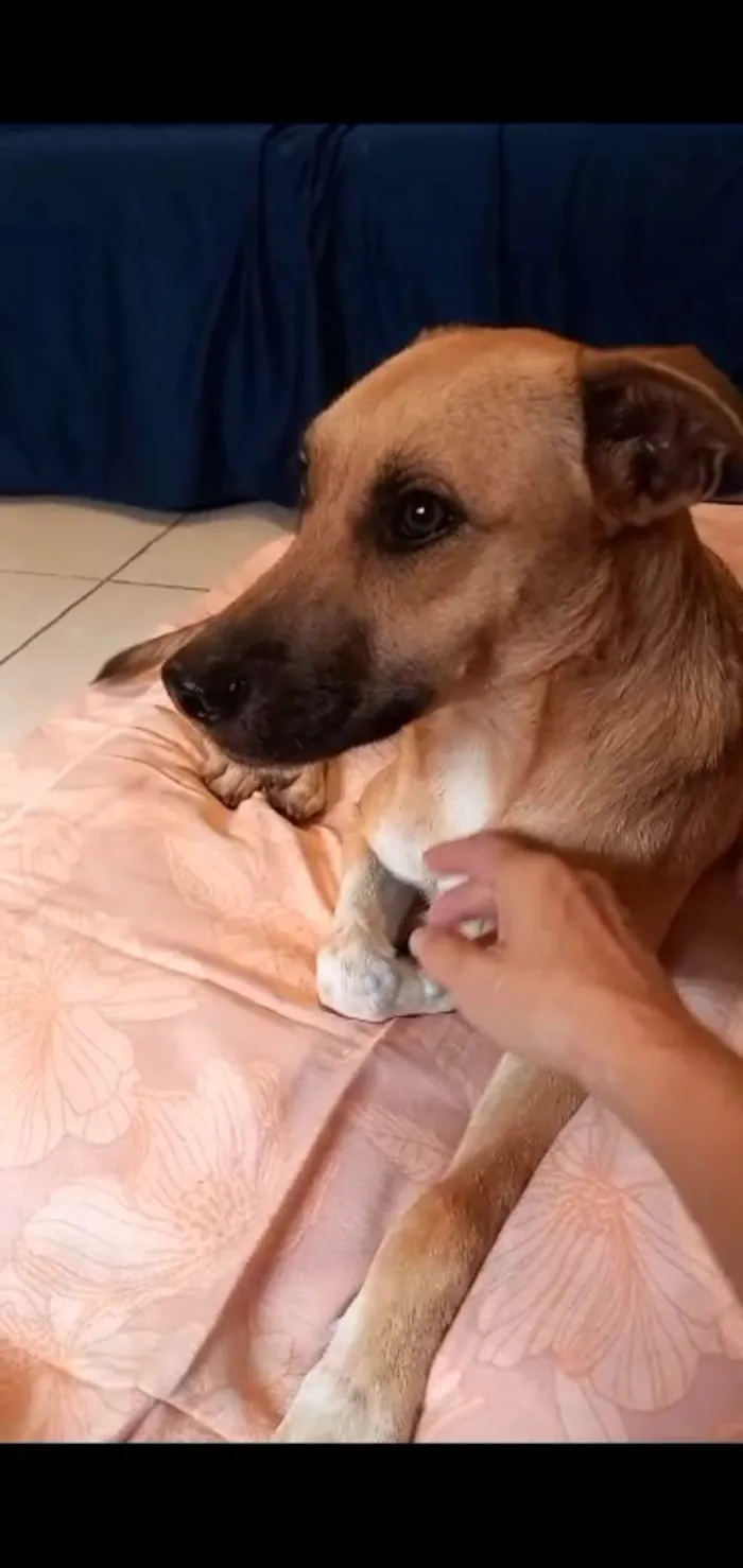 Cachorro ra a Srd idade 7 a 11 meses nome Loren Sophia