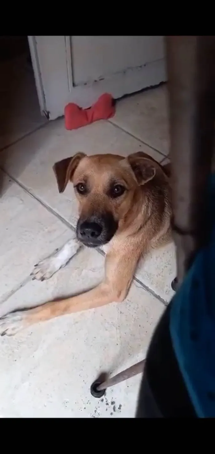 Cachorro ra a Srd idade 7 a 11 meses nome Loren Sophia