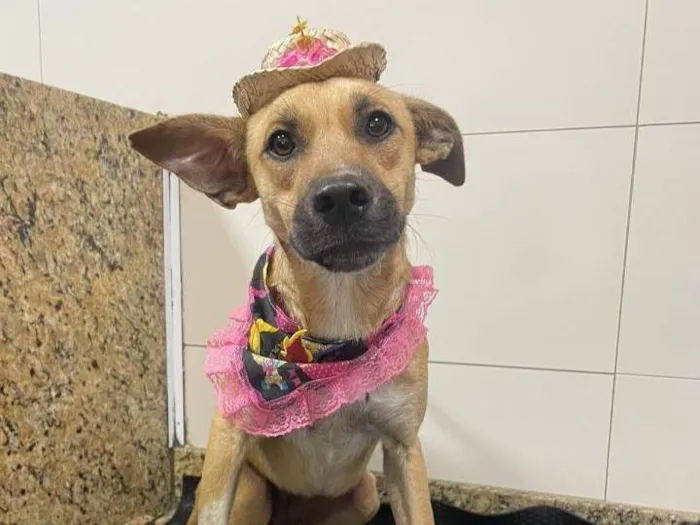 Cachorro ra a Srd idade 7 a 11 meses nome Loren Sophia