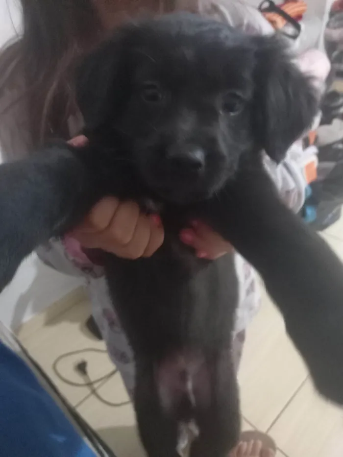 Cachorro ra a SDR-vira lata idade 2 a 6 meses nome Café 