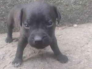 Cachorro raça SRD-ViraLata idade Abaixo de 2 meses nome Bia