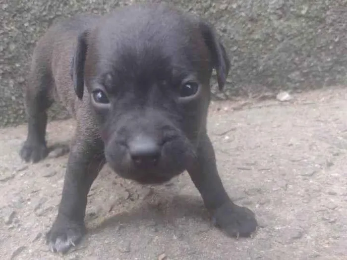 Cachorro ra a SRD-ViraLata idade Abaixo de 2 meses nome Bia