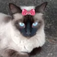Nicole 