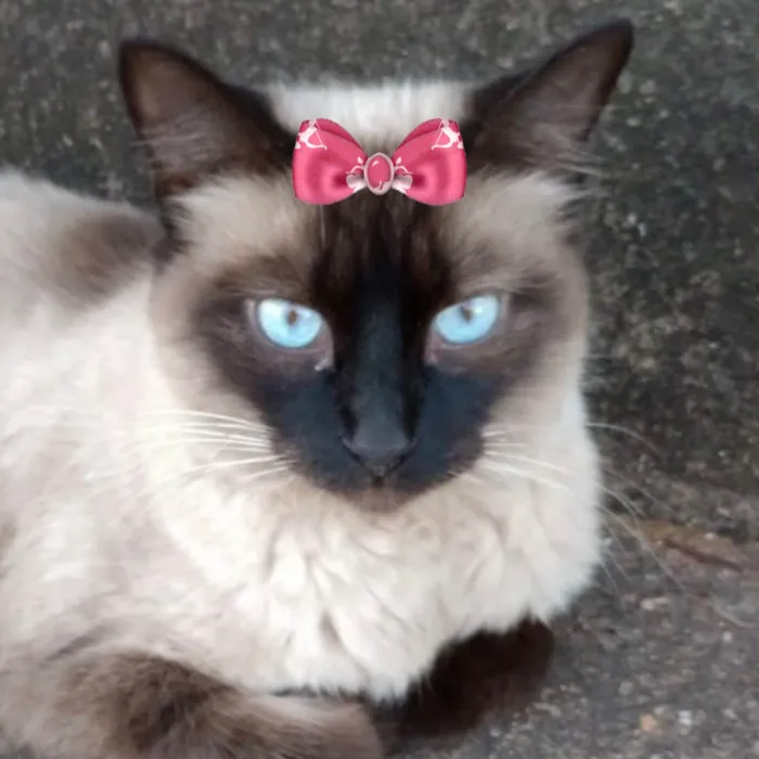 Gato ra a Siamesa  idade 7 a 11 meses nome Nicole 