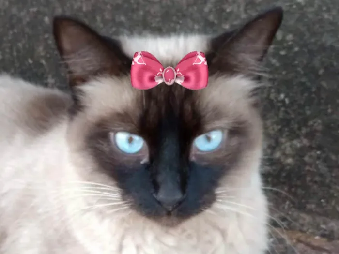 Gato ra a Siamesa  idade 7 a 11 meses nome Nicole 