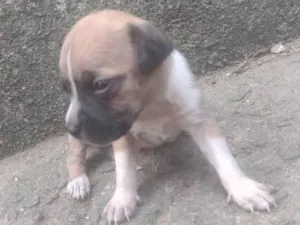 Cachorro raça SRD-ViraLata idade Abaixo de 2 meses nome Lila