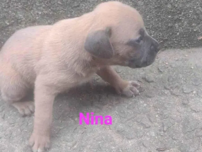 Cachorro ra a SRD-ViraLata idade Abaixo de 2 meses nome Nina
