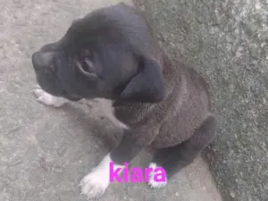 Cachorro raça SRD-ViraLata idade Abaixo de 2 meses nome Kiara