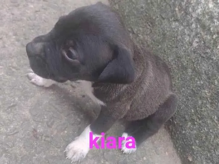 Cachorro ra a SRD-ViraLata idade Abaixo de 2 meses nome Kiara