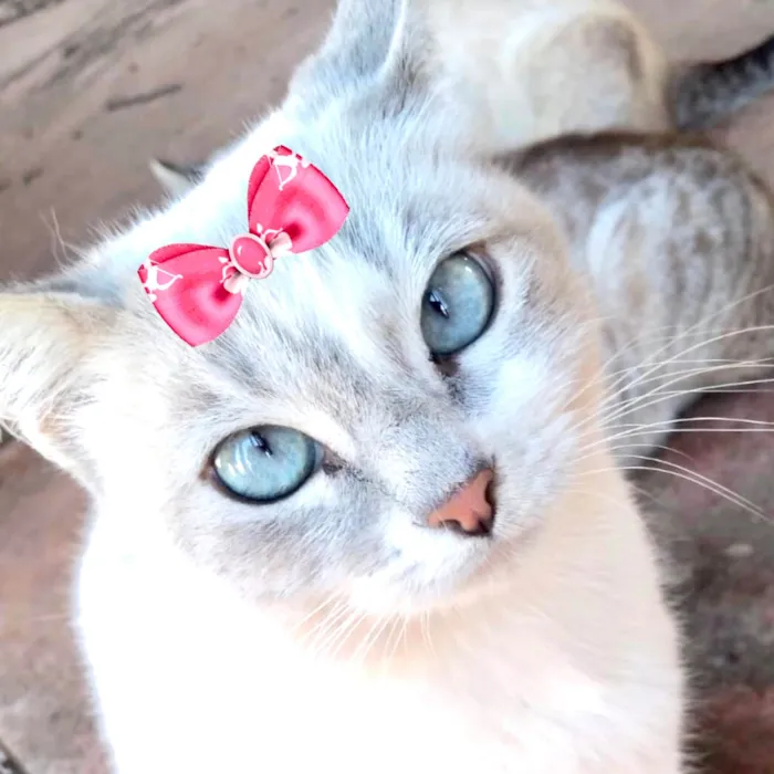 Gato ra a Mestica  idade 7 a 11 meses nome Cristal 