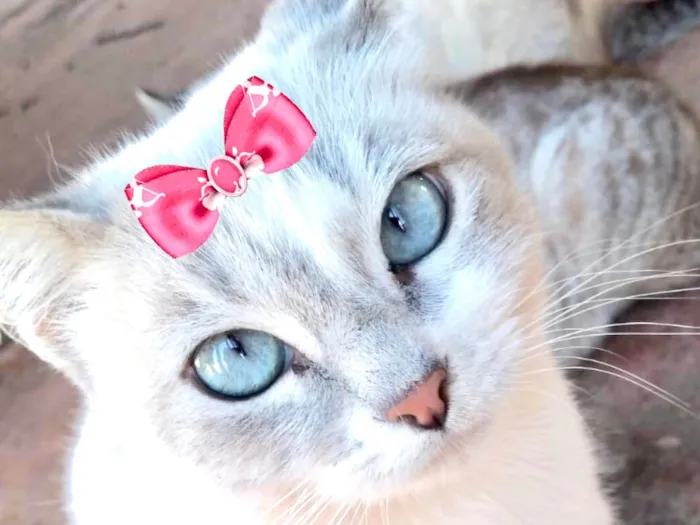 Gato ra a Mestica  idade 7 a 11 meses nome Cristal 