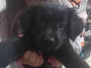 Cachorro raça SDR-vira lata idade 2 a 6 meses nome Café 