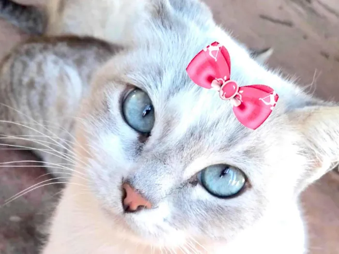 Gato ra a Mestica  idade 7 a 11 meses nome Cristal 