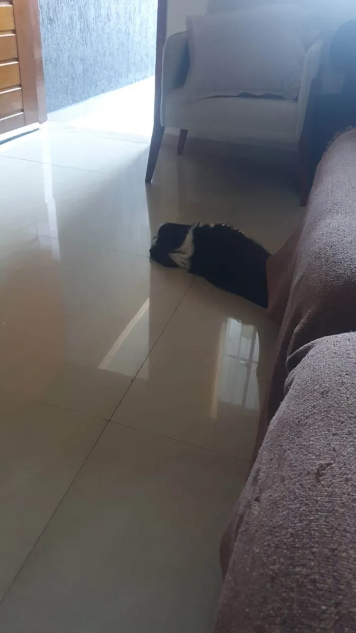 Cachorro raça Shih-tzu idade 1 ano nome Theo