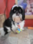 Cachorro raça Shih-tzu idade 1 ano nome Theo