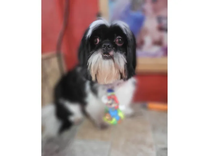 Cachorro raça Shih-tzu idade 1 ano nome Theo