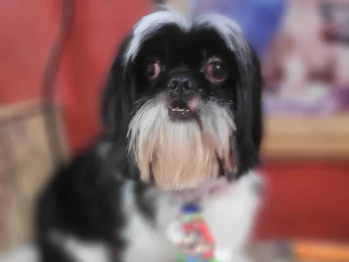 Cachorro raça Shih-tzu idade 1 ano nome Theo