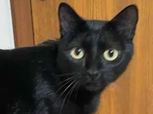 Gato raça SRD-ViraLata idade 1 ano nome HELENA