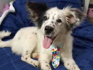 Cachorro raça SRD-ViraLata idade 7 a 11 meses nome Bolt