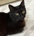 POLYANA