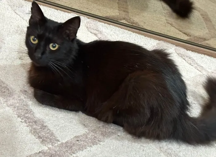 Gato ra a SRD-ViraLata idade 1 ano nome POLYANA