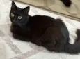 POLYANA