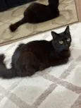 POLYANA
