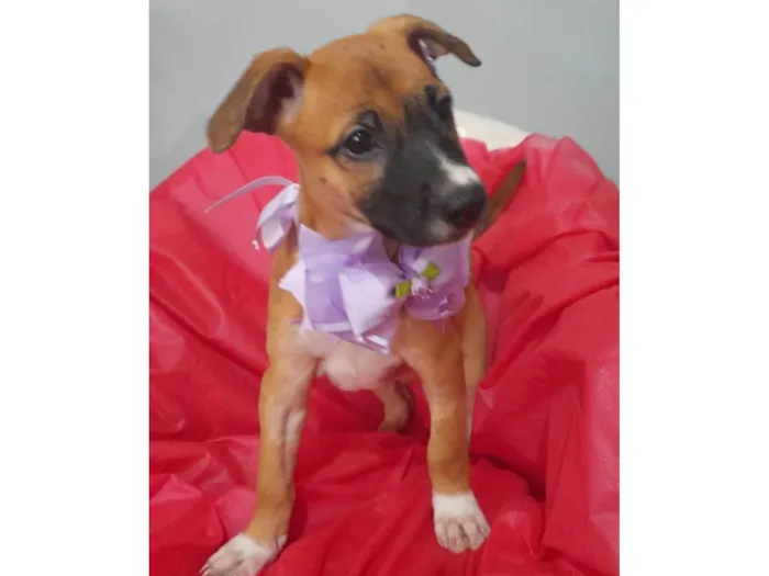 Cachorro ra a SRD-ViraLata idade 2 a 6 meses nome Uggy