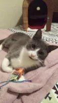 Lady
