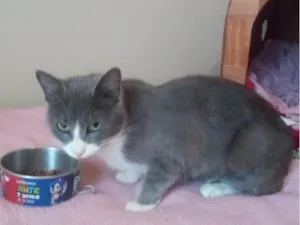 Gato raça Srd idade 7 a 11 meses nome Lady