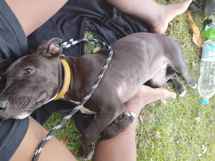 Cachorro ra a Pit-Bull idade 2 a 6 meses nome Maeve