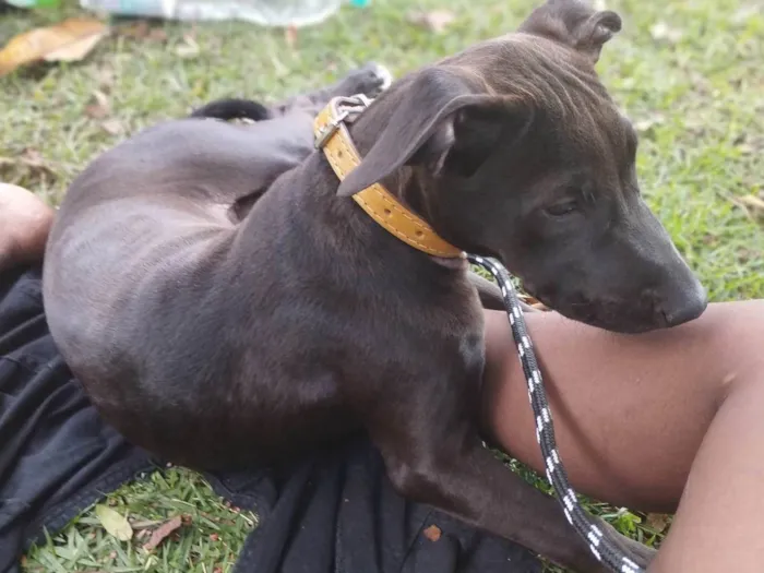 Cachorro ra a Pit-Bull idade 2 a 6 meses nome Maeve