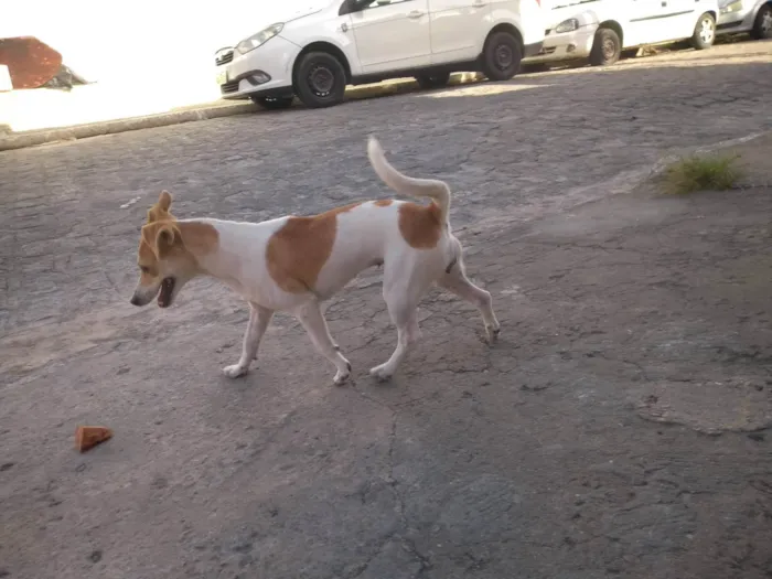 Cachorro ra a Mistiça  idade 2 anos nome Ursinha 