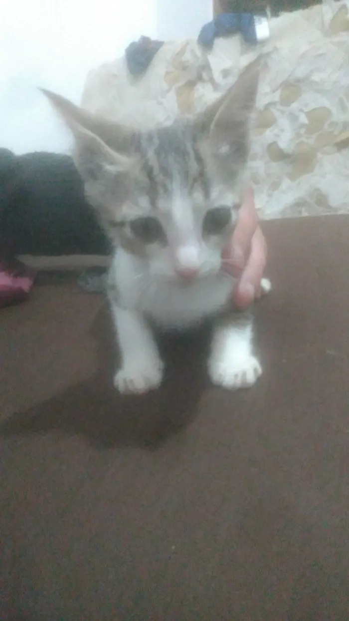 Gato ra a Não sei  idade 2 a 6 meses nome Não tem 