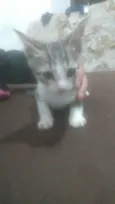 Não tem