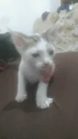 Não tem