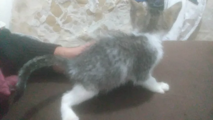 Gato ra a Não sei  idade 2 a 6 meses nome Não tem 